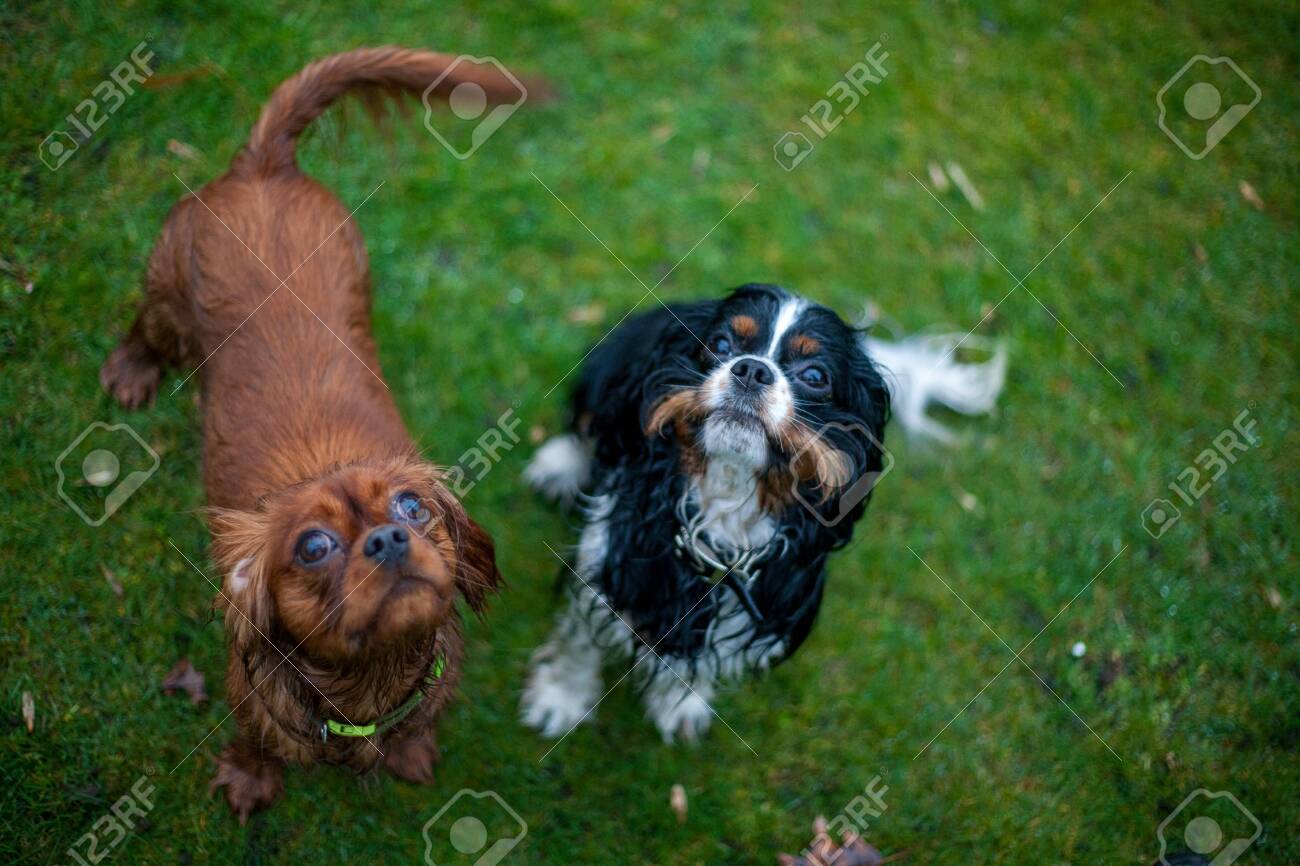 muzzle for cavalier king charles spaniel