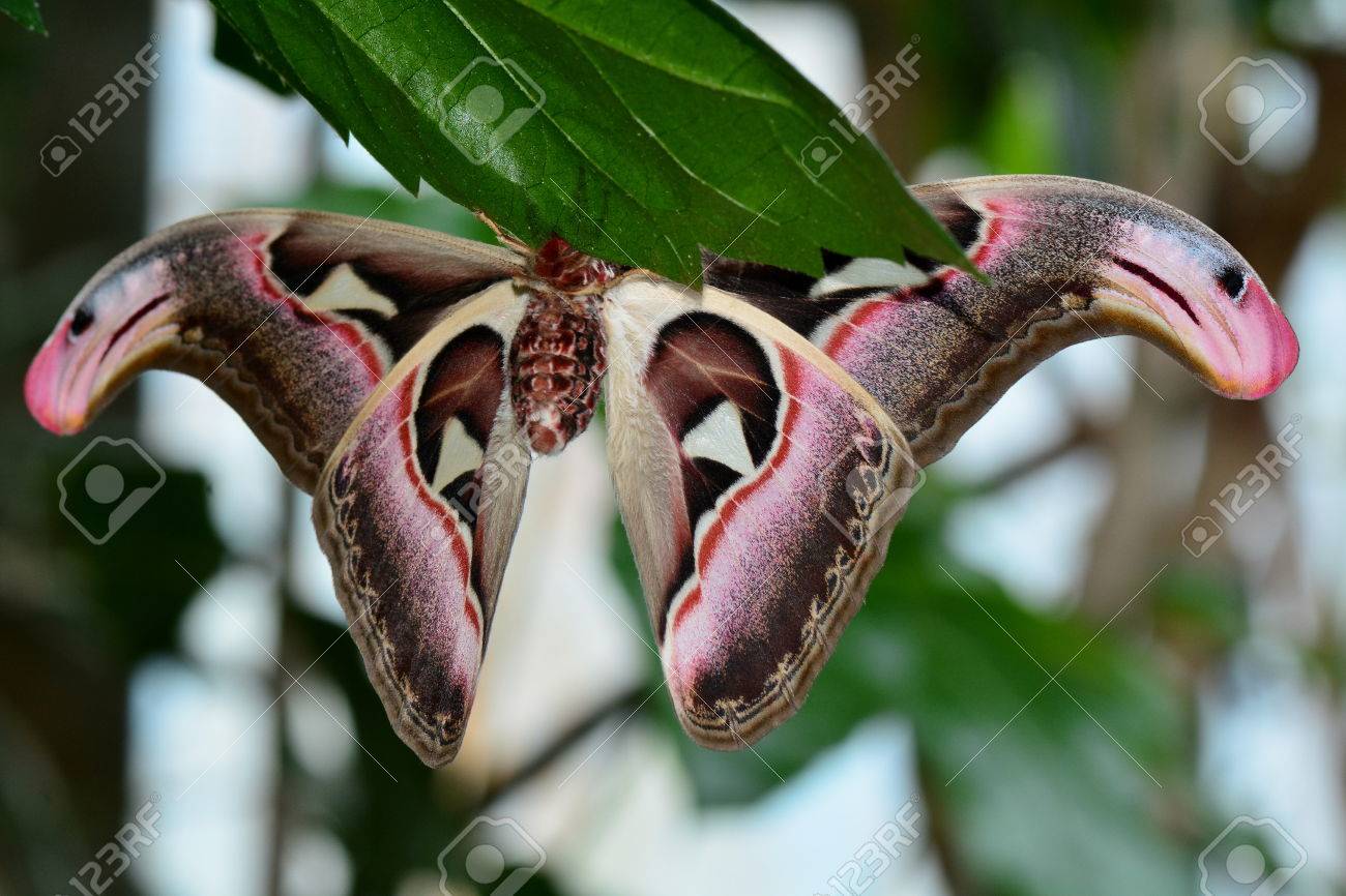 世界最大の蛾 蛾のアトラス 庭園の周りにぶら下がっています の写真素材 画像素材 Image