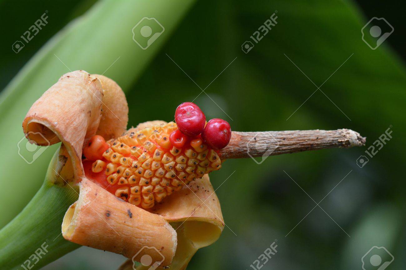 Giant Taro Seed Pod Exploding Open Stock Photo Picture And Royalty Free Image Image 39040380