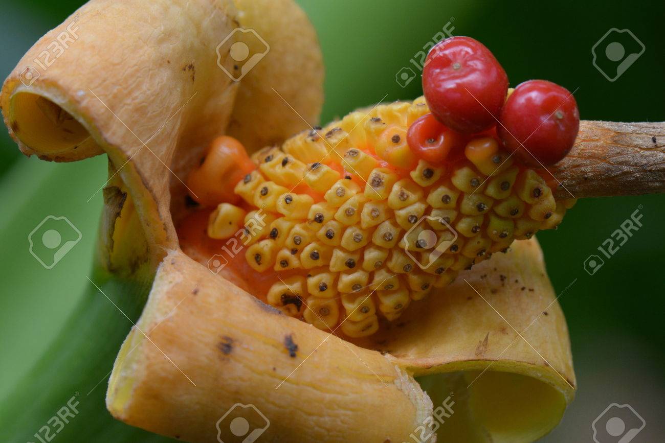 Giant Taro Seed Pod Exploding Open Stock Photo Picture And Royalty Free Image Image 39040385