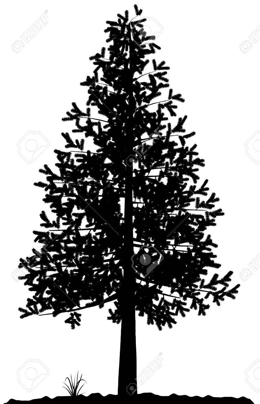 High Detailed Tree Silhouette On White Background Black And White Contour For Your Design Vector Illustration Royalty Free Cliparts Vectors And Stock Illustration Image High Detailed Tree Silhouette On White Background Black And White Contour For Your Design Vector Illustration Royalty Free Cliparts Vectors And Stock Illustration Image
