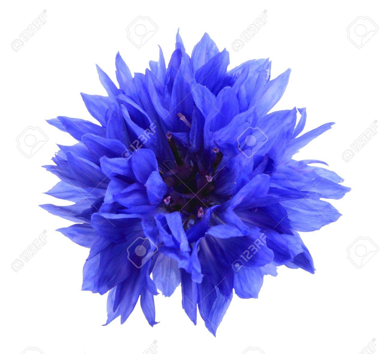 One Blue Flower Isolated On White Background Close Up Stock Photo Picture And Royalty Free Image Image