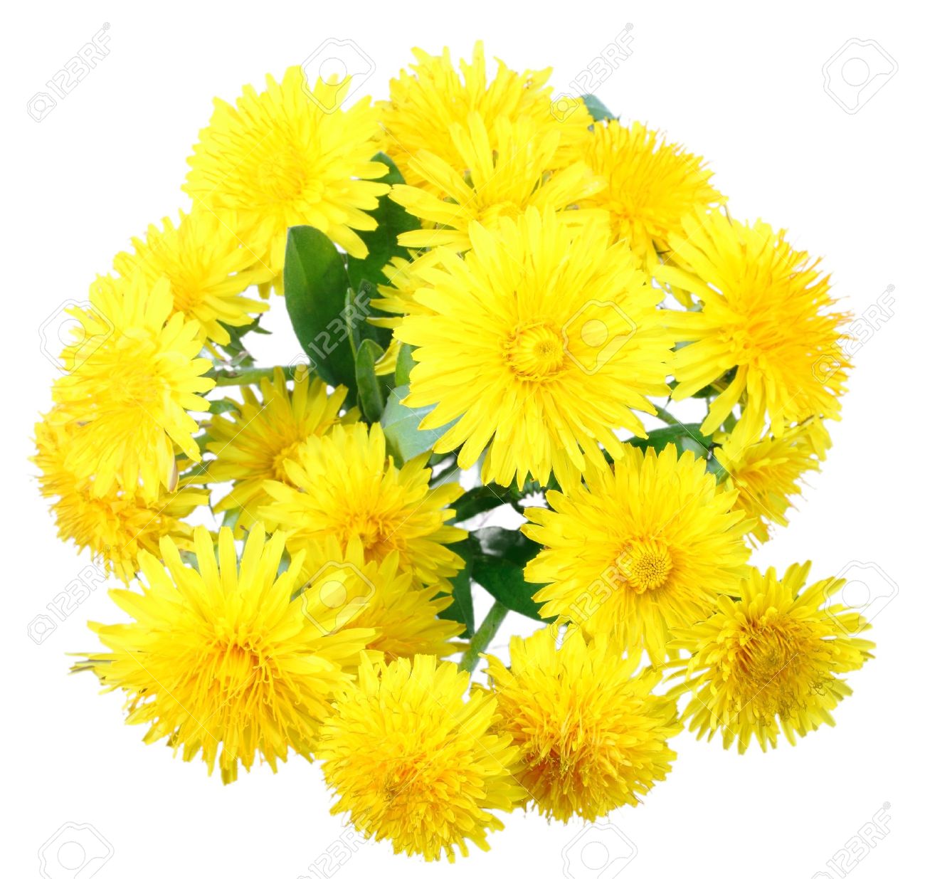 Bouquet De Fleurs Jaunes De Pissenlit Isolé Sur Fond Blanc