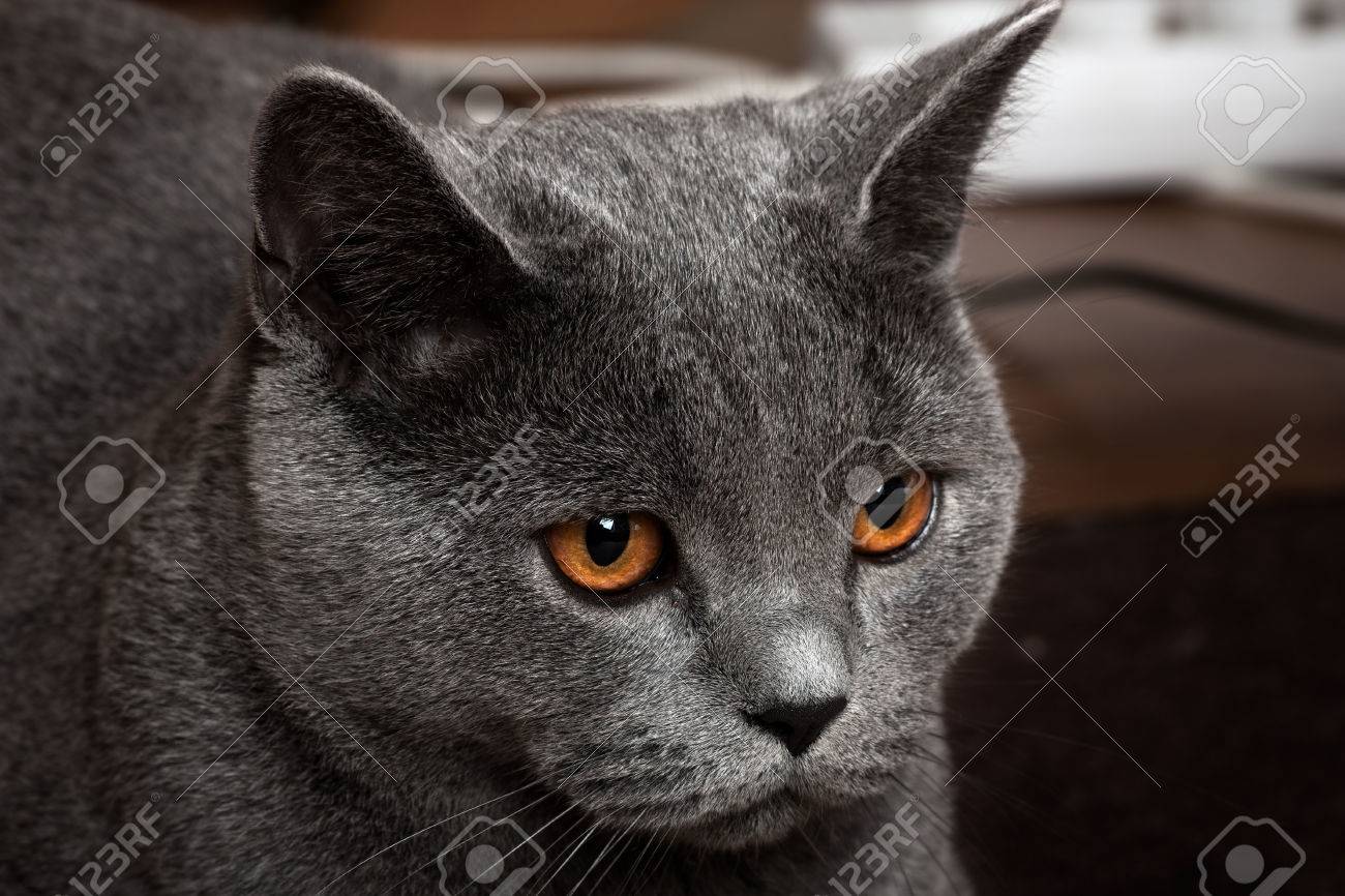 Beautiful Domestic Gray Or Blue British Short Hair Cat With Yellow