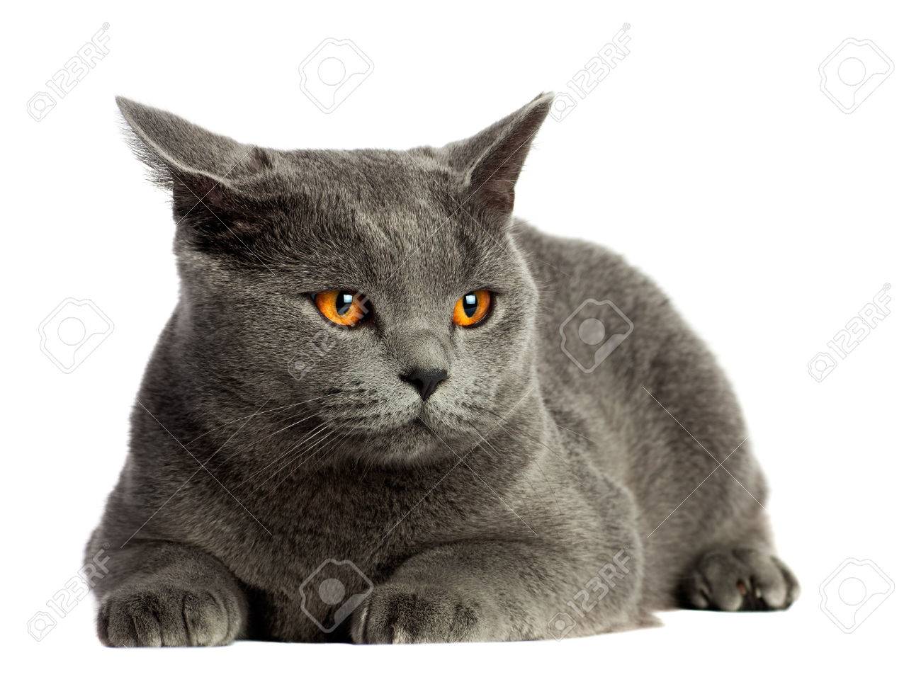 Beautiful Domestic Gray Or Blue British Short Hair Cat With Yellow