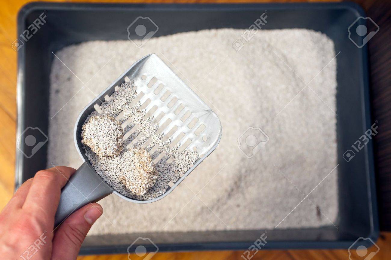 Cleaning cat excrement Hand holding plastic shovel removing cat poo - 14096401 Cleaning cat excrement Hand holding plastic shovel removing cat poo - 14096401