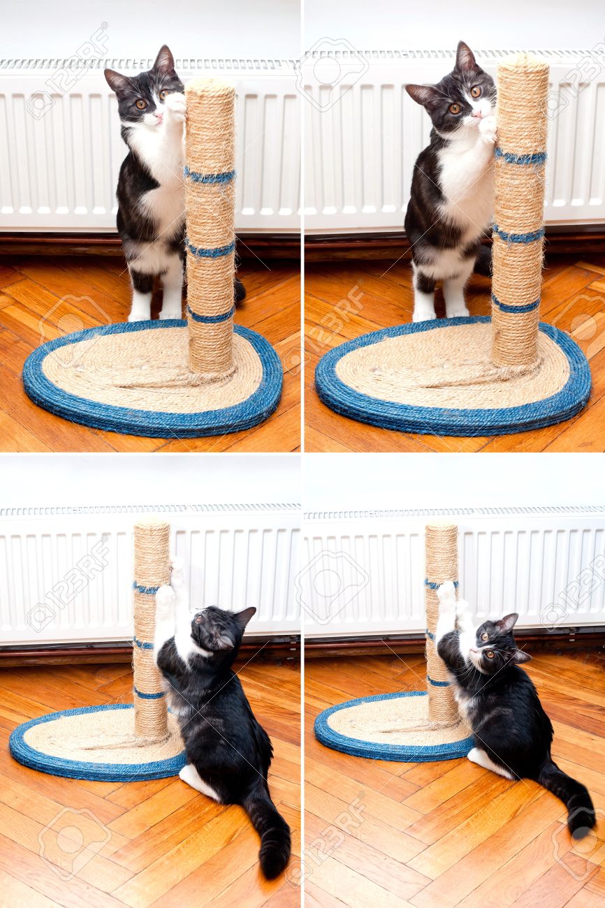 Cat scratching the rope cat post Kitty sharpen claws Cat sharpening claws using cat tree - 15391220 Cat scratching the rope cat post Kitty sharpen claws Cat sharpening claws using cat tree - 15391220
