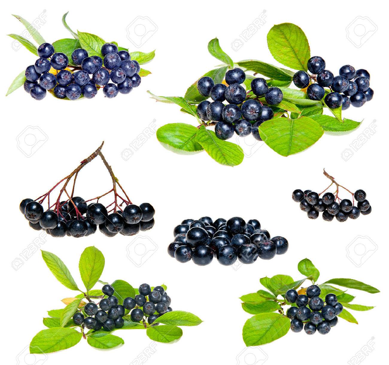 Isolated Aronia - Black Choke berry fruits Separated pile of fruit, twig with leaves, and bunch - 22257400 Isolated Aronia - Black Choke berry fruits Separated pile of fruit, twig with leaves, and bunch - 22257400