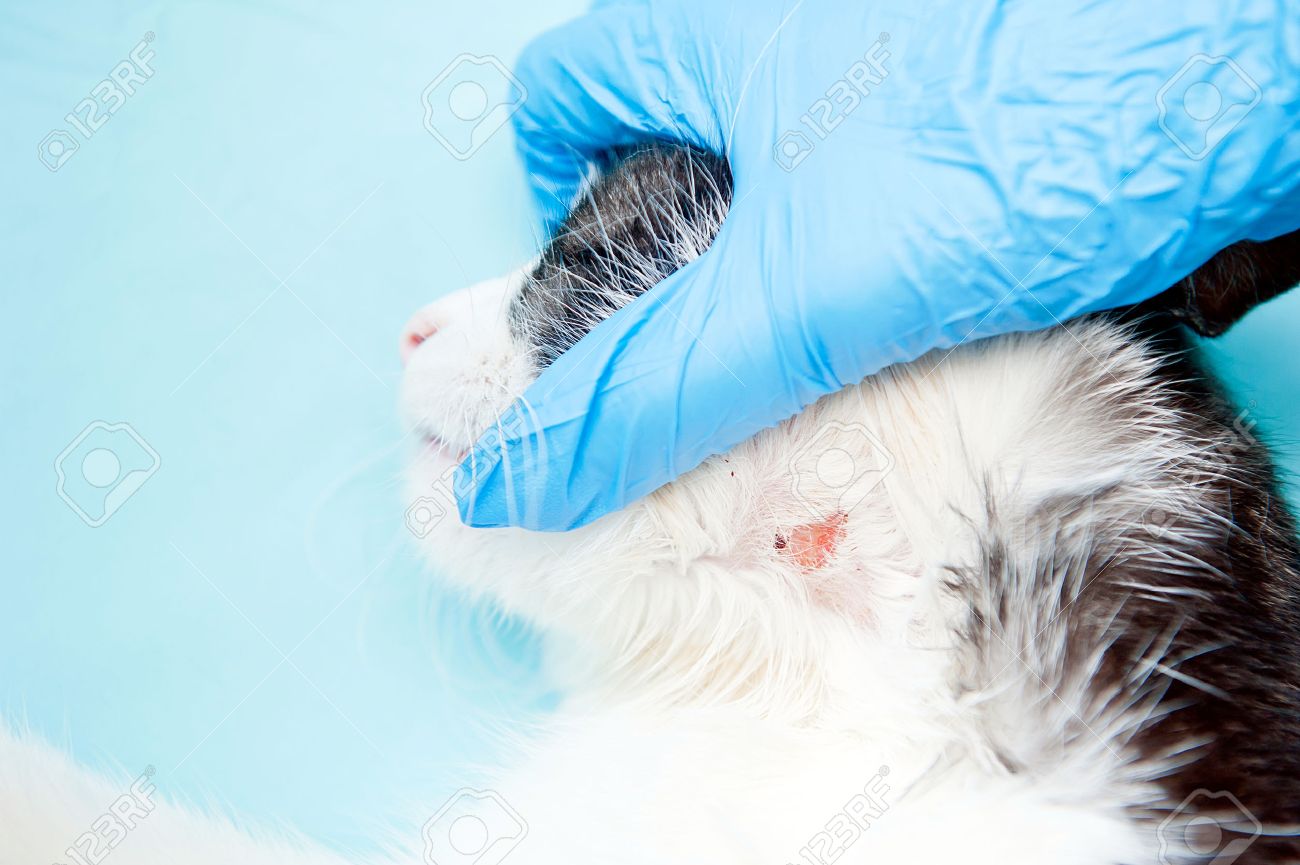 Examen Veterinaire De La Fourrure De Chat Et De Probleme De Peau Avec Infection Fongique Allergie Ou Une Eruption Cutanee Rouge Teigne A La Peau Banque D Images Et Photos Libres De Droits