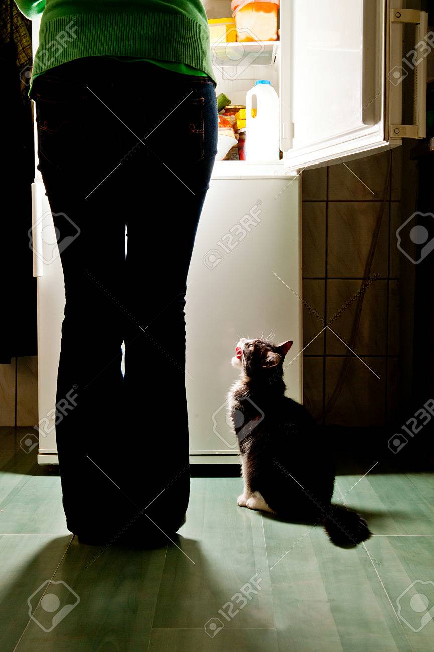 Hungry cat waiting for a meal and lick one s lips refrigerator emit bright light Dog feeding time - 24814425 Hungry cat waiting for a meal and lick one s lips refrigerator emit bright light Dog feeding time - 24814425