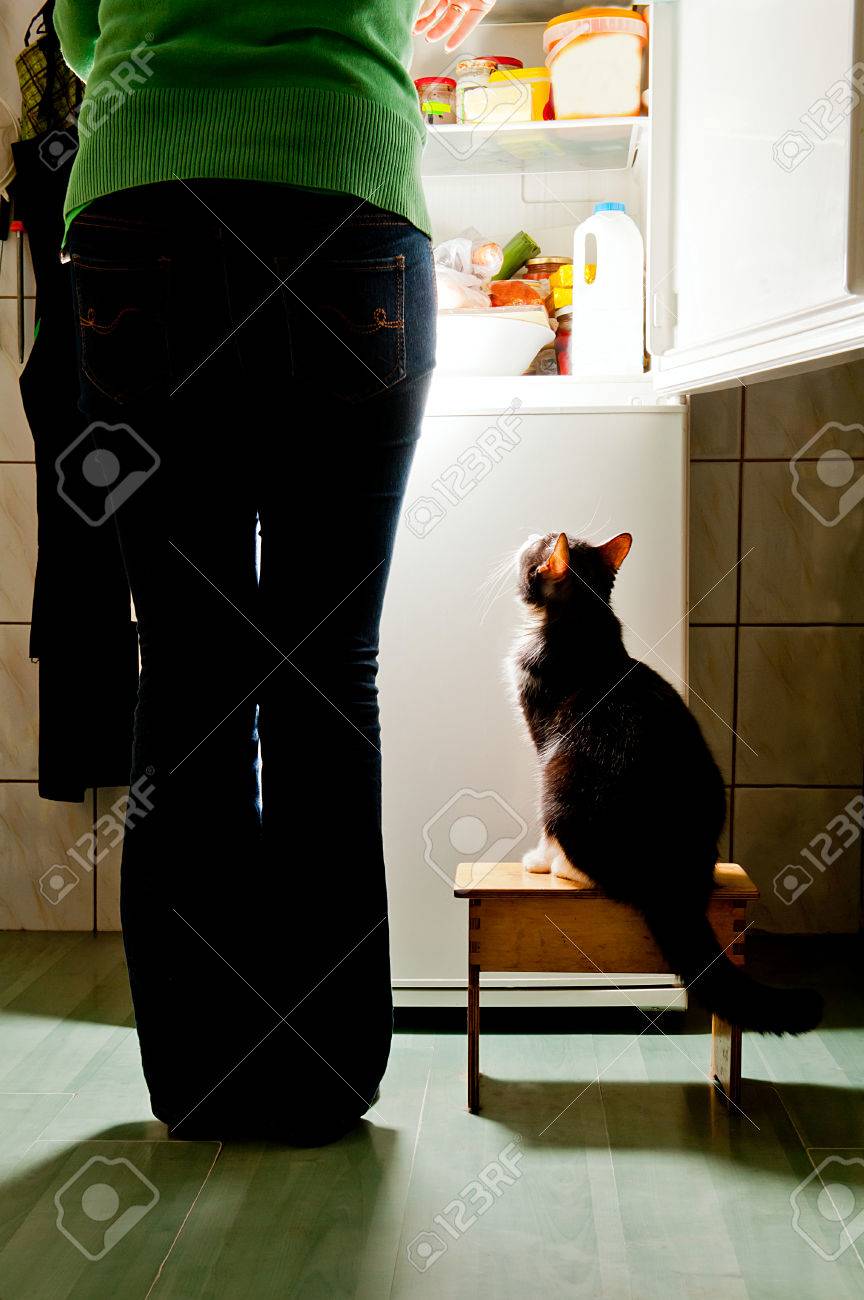 Hungry cat waiting for a meal refrigerator emit bright light cat feeding time - 24814430 Hungry cat waiting for a meal refrigerator emit bright light cat feeding time - 24814430