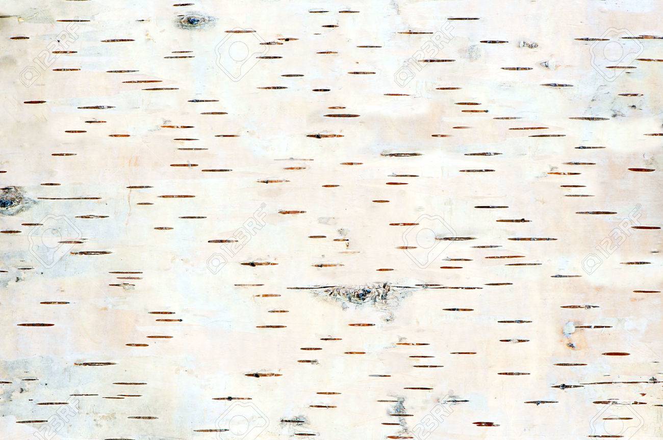 close up of birch tree bark details - 31869852 close up of birch tree bark details - 31869852