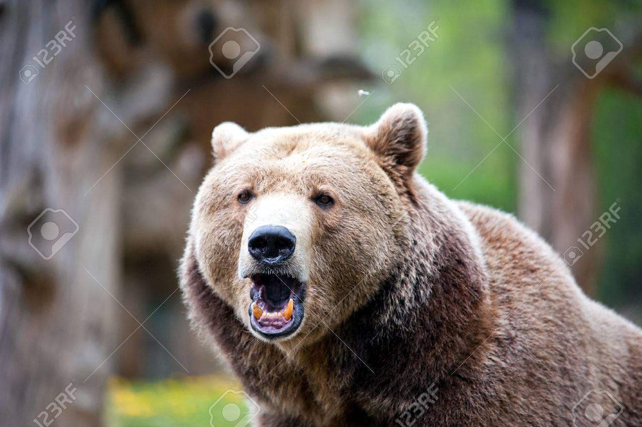 roaring brown bear in forest at summer time - 41966975 roaring brown bear in forest at summer time - 41966975