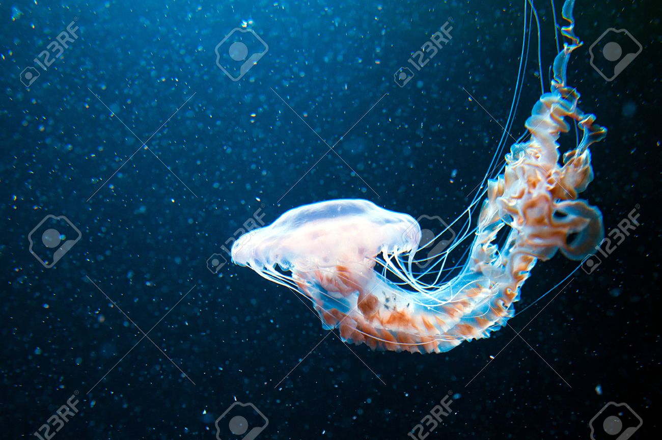blue jellyfish and plankton in sea - 41966981 blue jellyfish and plankton in sea - 41966981