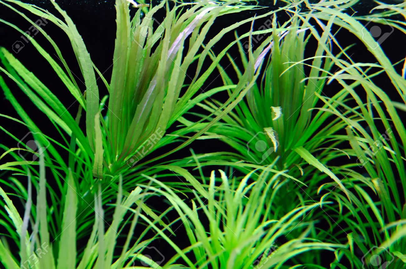 background aquarium plants