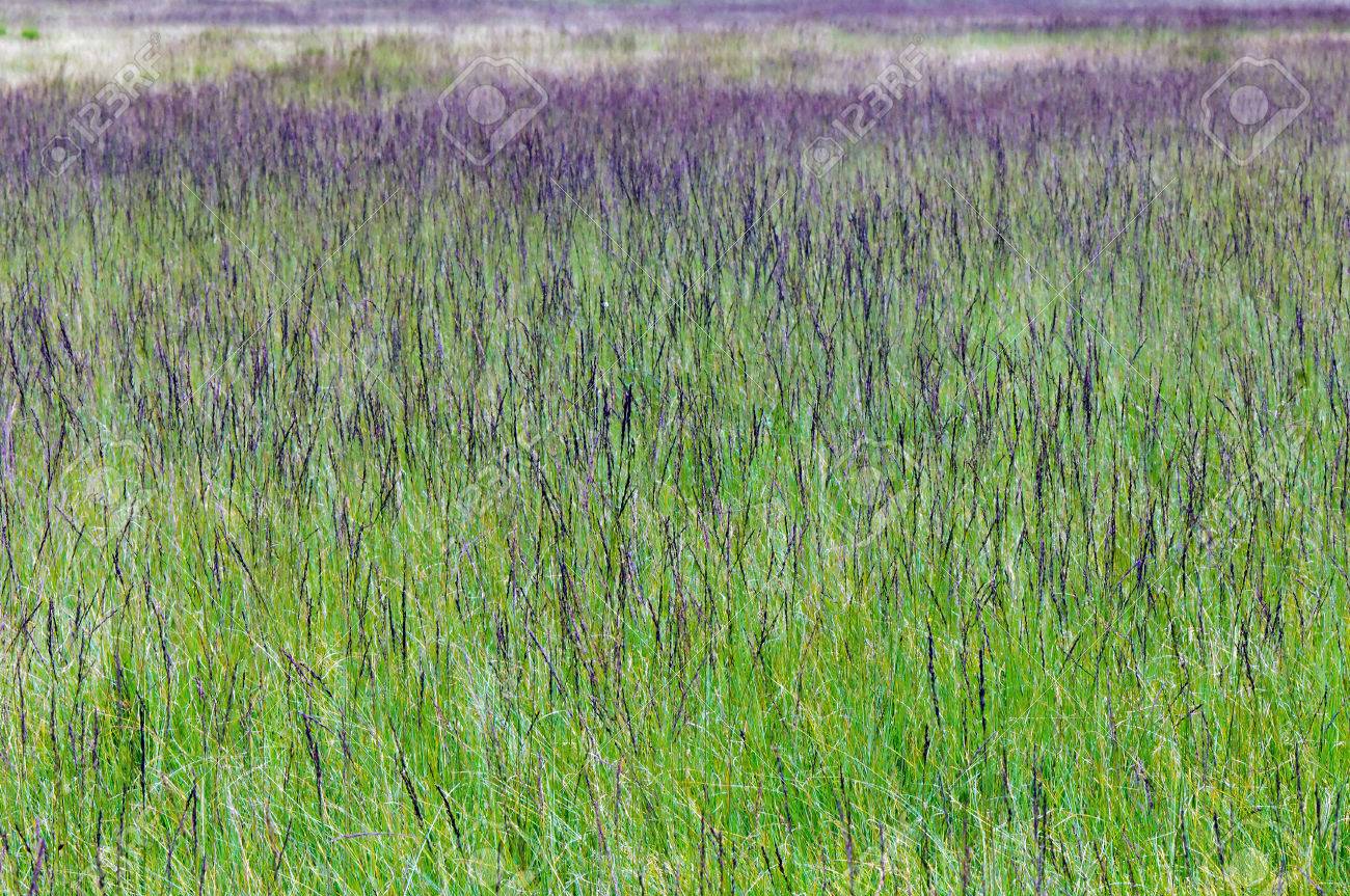 Purple Moor Grass (Molinia Caerulea 