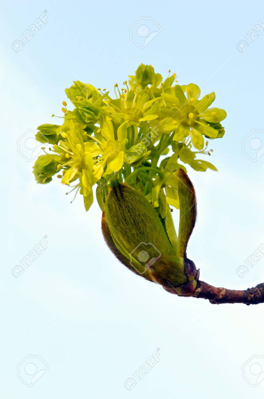 Norway Maple Acer Platanoides Flowers Stock Photo Picture And Royalty Free Image Image