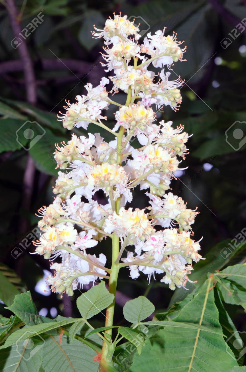 マロニエ セイヨウトチノキ マロニエ の美しい白い花 の写真素材 画像素材 Image 0155