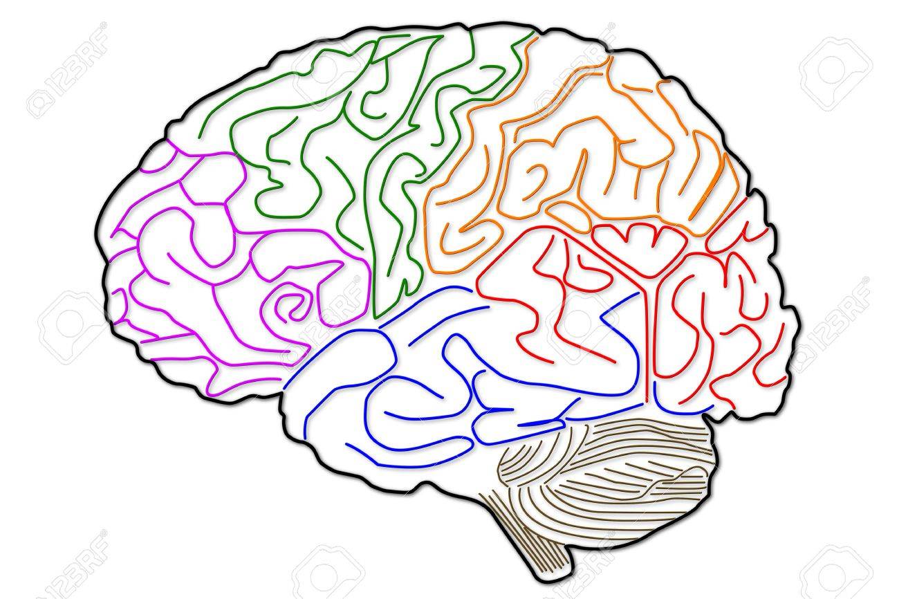 The human brain: the structure The human brain: the structure