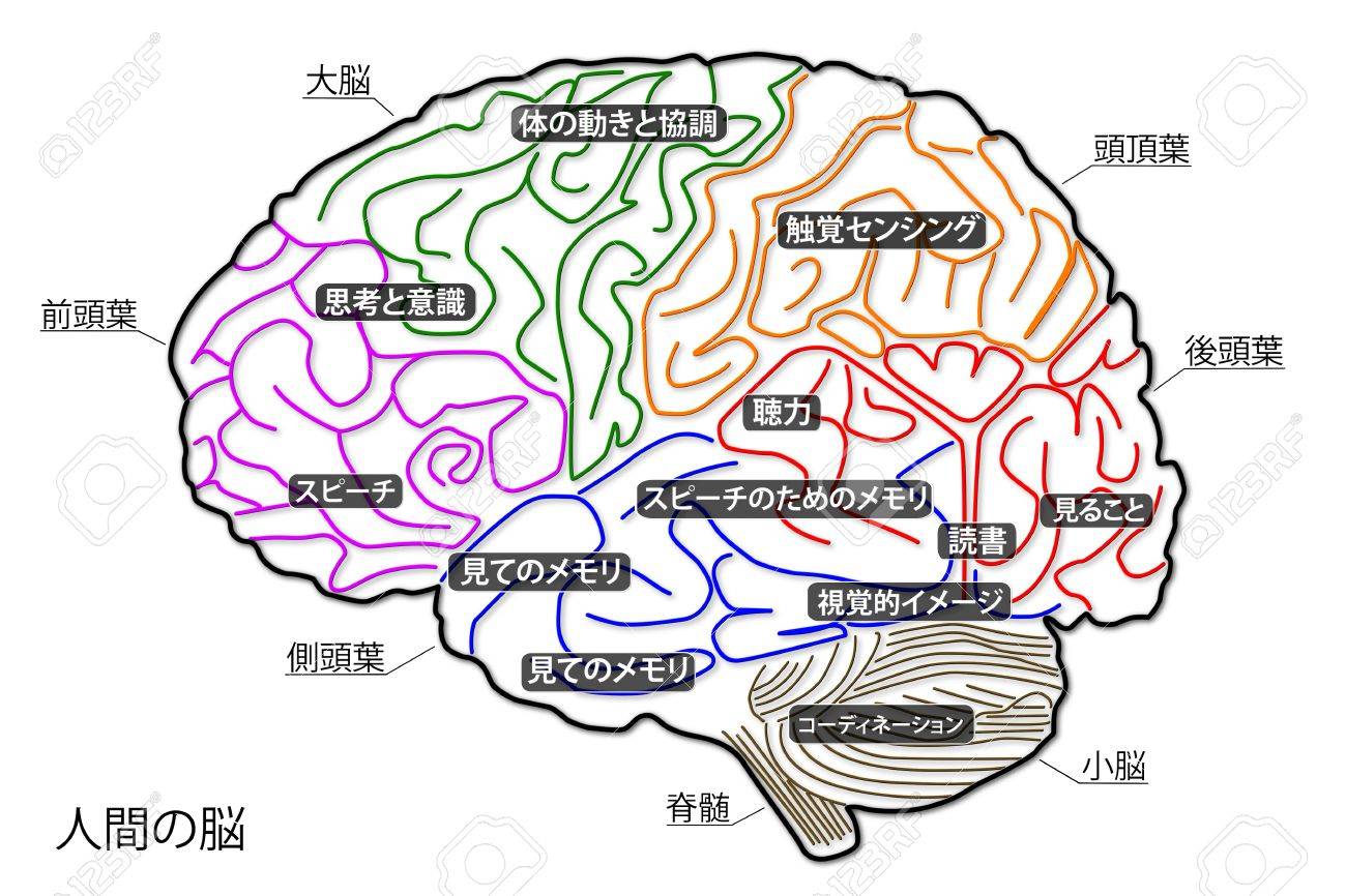日本語で人間の脳の構造 の写真素材 画像素材 Image