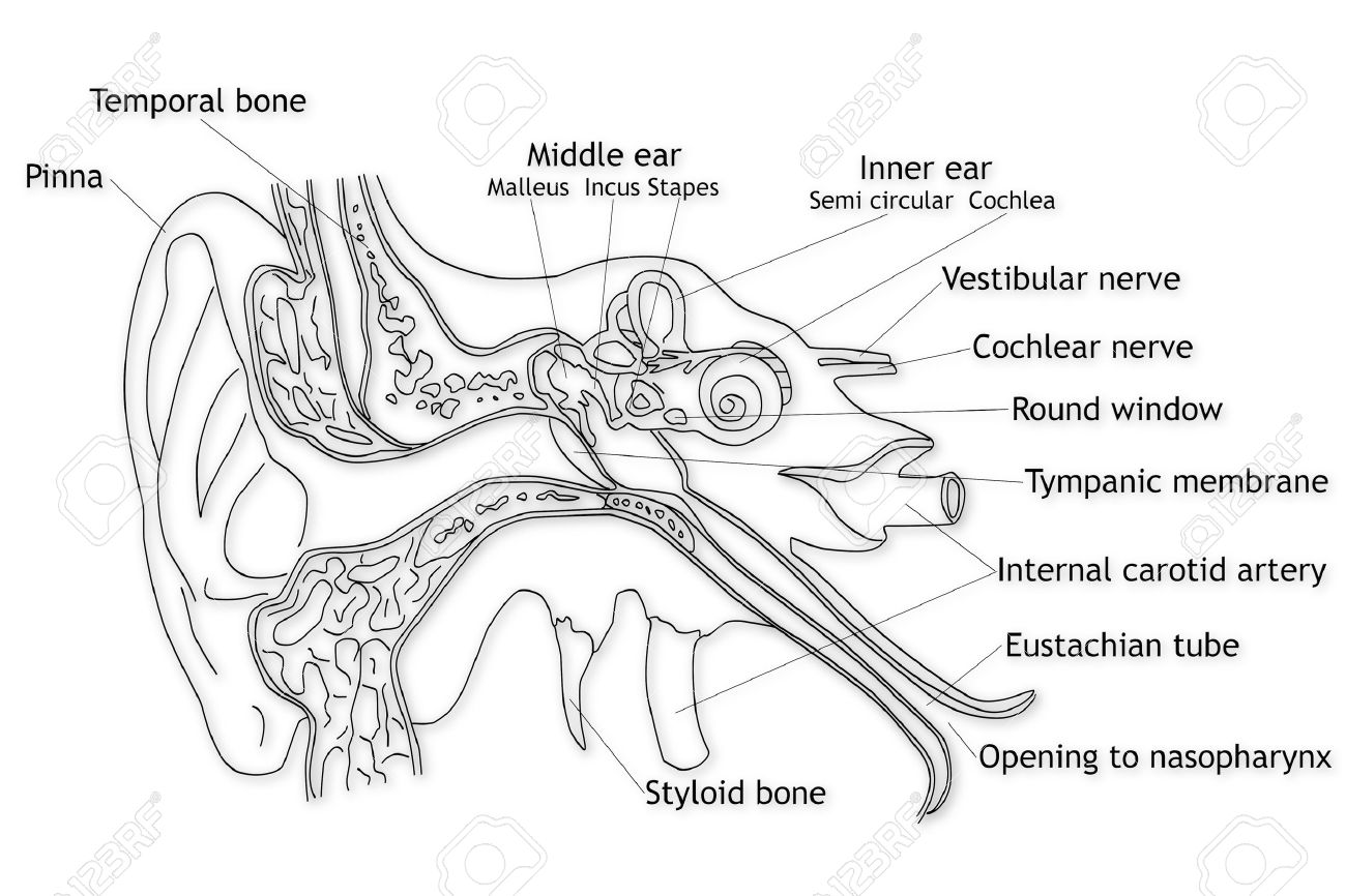 Worksheets Structure Of Simple Ear 15946326 human ear structure jpg stock photo picture and royalty free image