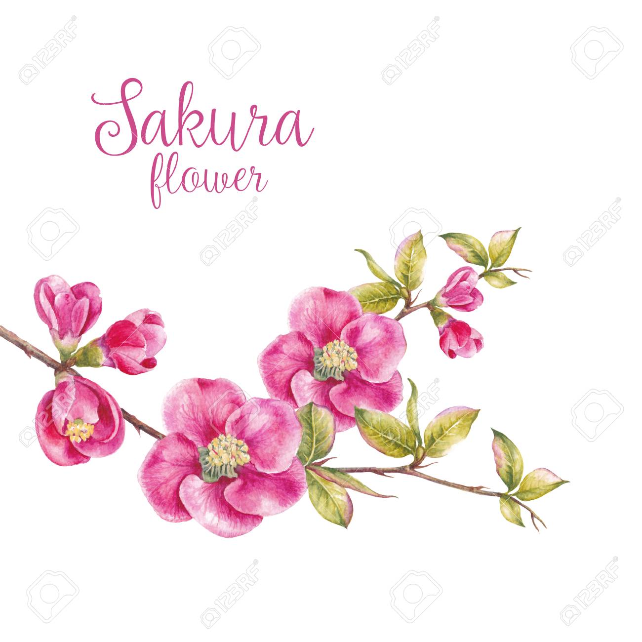 marco de flores de sakura rosa plantilla de la tarjeta de la