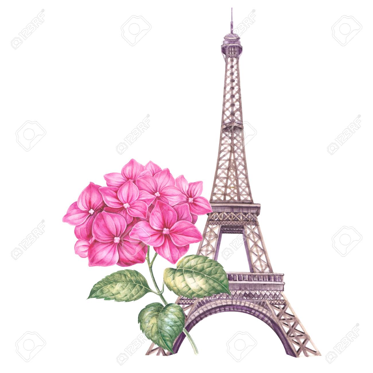 春のパリの図 アジサイの水彩画ボタニカル イラスト 招待状のあじさい支店の花束とエッフェル塔 水彩画 アジサイの花の水彩画イラストを開花します の写真素材 画像素材 Image