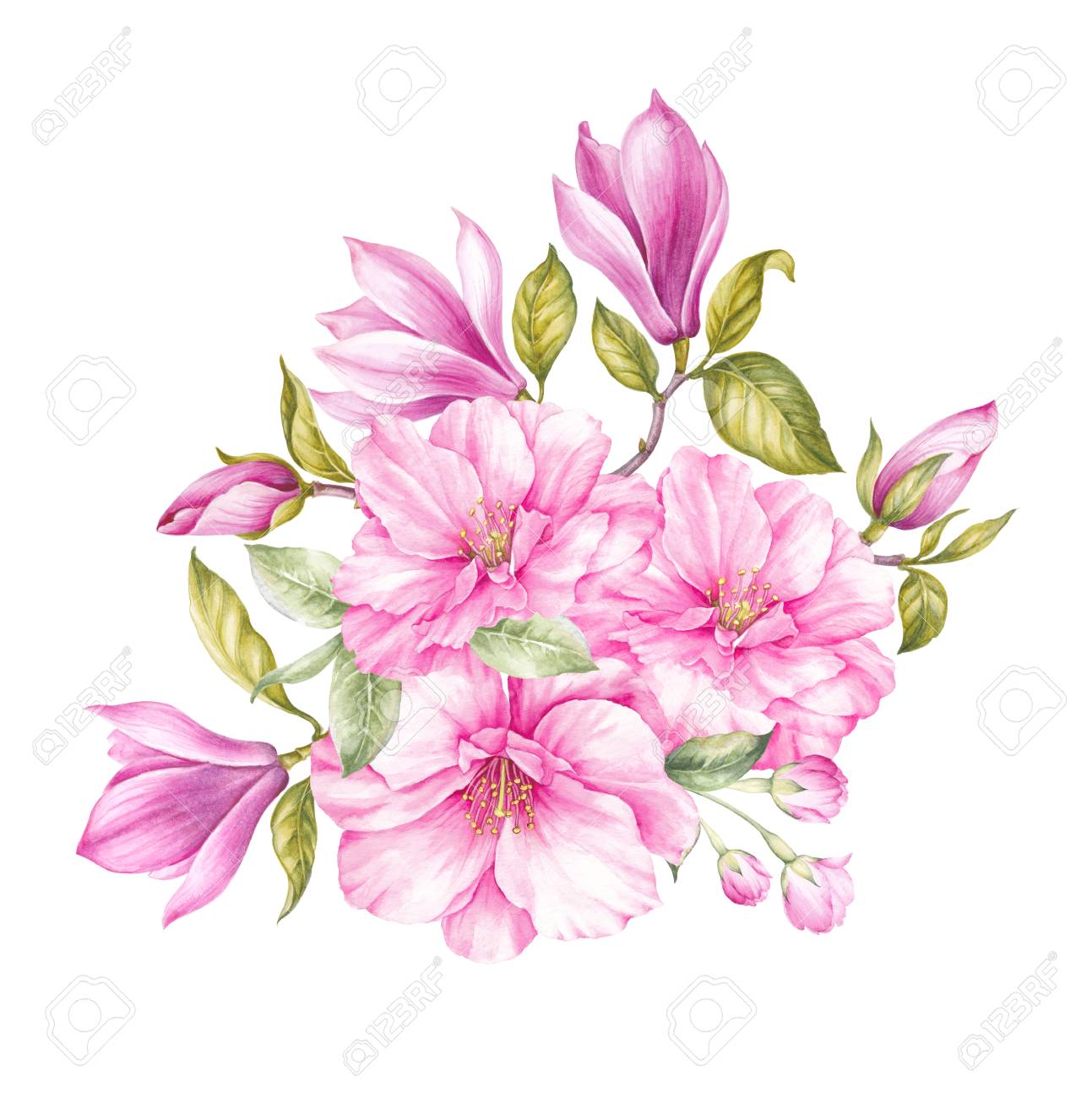 あなたの招待状のためのマグノリアの春の花とエレガントなカード 咲く花の花束 ヴィンテージ水彩植物のイラスト 結婚式 誕生日 その他の休日のための招待状 の写真素材 画像素材 Image