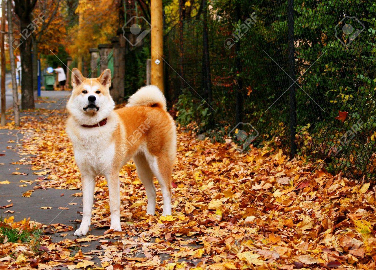 秋田犬 の写真素材 画像素材 Image