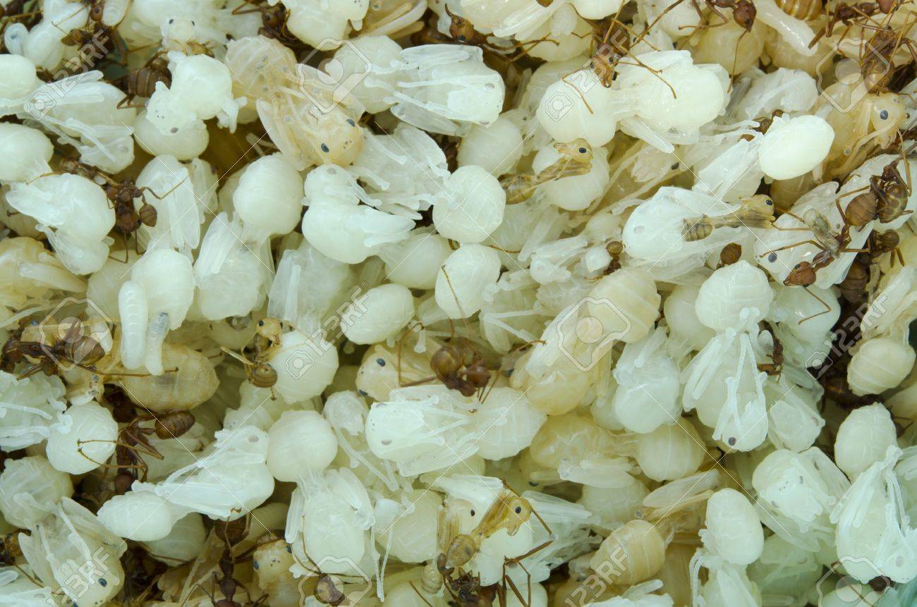 Close Up Red Ant And Baby Red Ant Scientific Name Is Oecophylla Smaragdina Fabricius Stock Photo Picture And Royalty Free Image Image 1593 Close Up Red Ant And Baby Red Ant Scientific Name Is Oecophylla Smaragdina Fabricius Stock Photo Picture And Royalty Free Image Image 1593