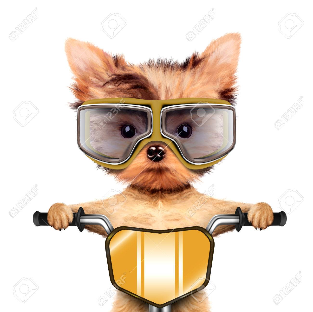 dog aviator glasses