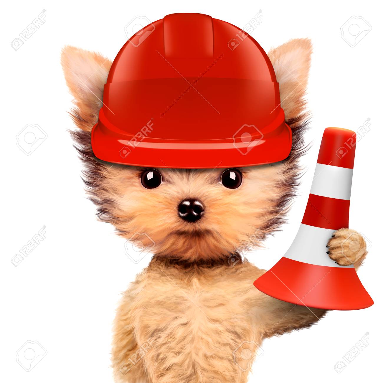 dog hard hat