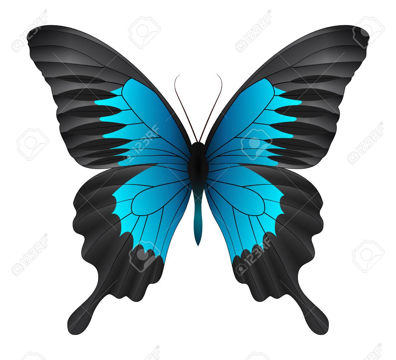 美しい蝶は、白い背景で隔離。Montrouzieri バタフライ蝶。3 D