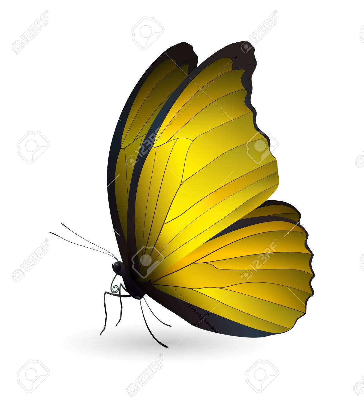 Download Beautiful Butterfly Isolated On A White Background Vector 3d Illustration Royalty Free Cliparts Vectors And Stock Illustration Image 86737480