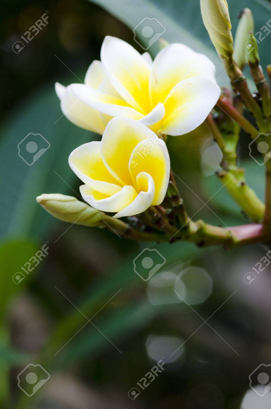 Dok チャンパ 黄色のモクレン科の花 Lan トム 花 の写真素材 画像素材 Image