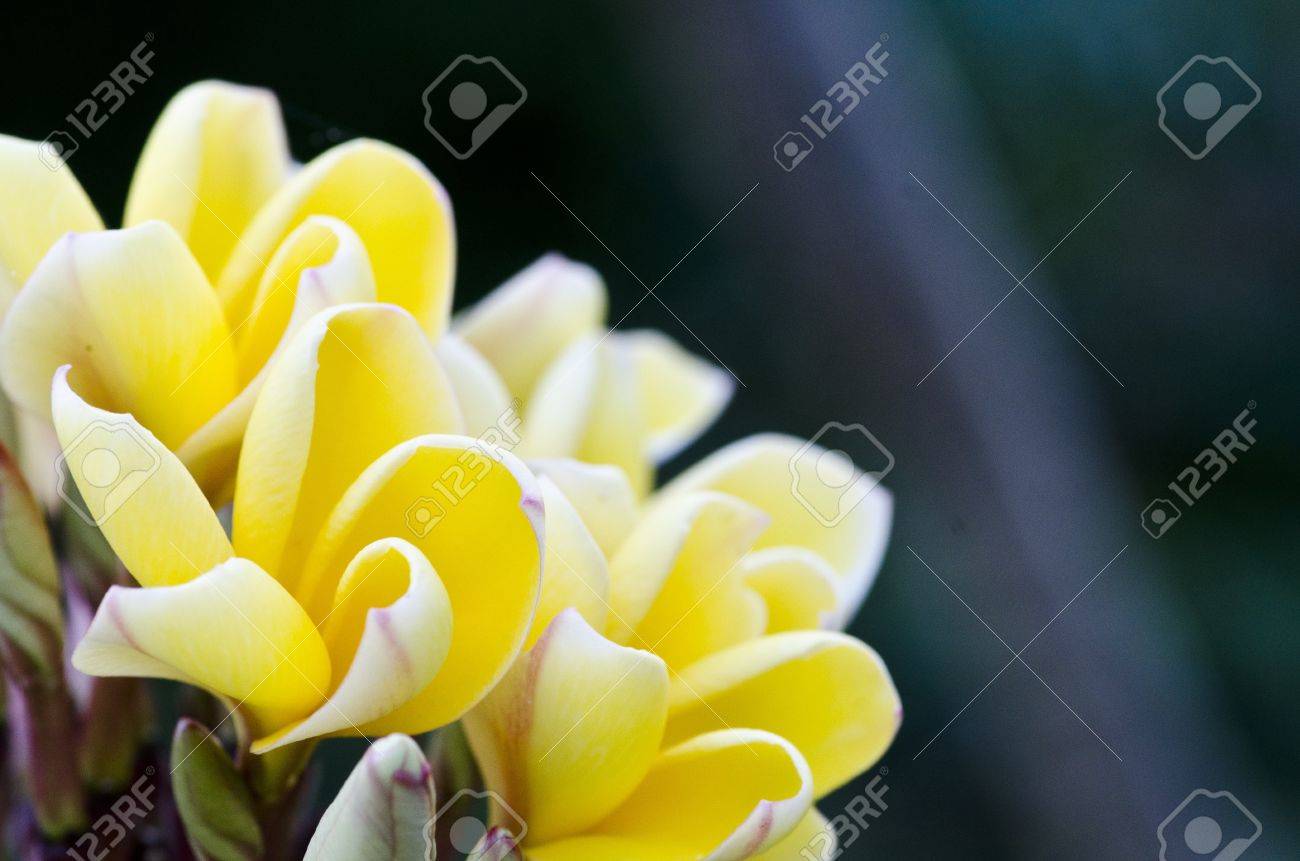 黄色のモクレン科の花 ドーク チャンパ Lan トム 花 の写真素材 画像素材 Image