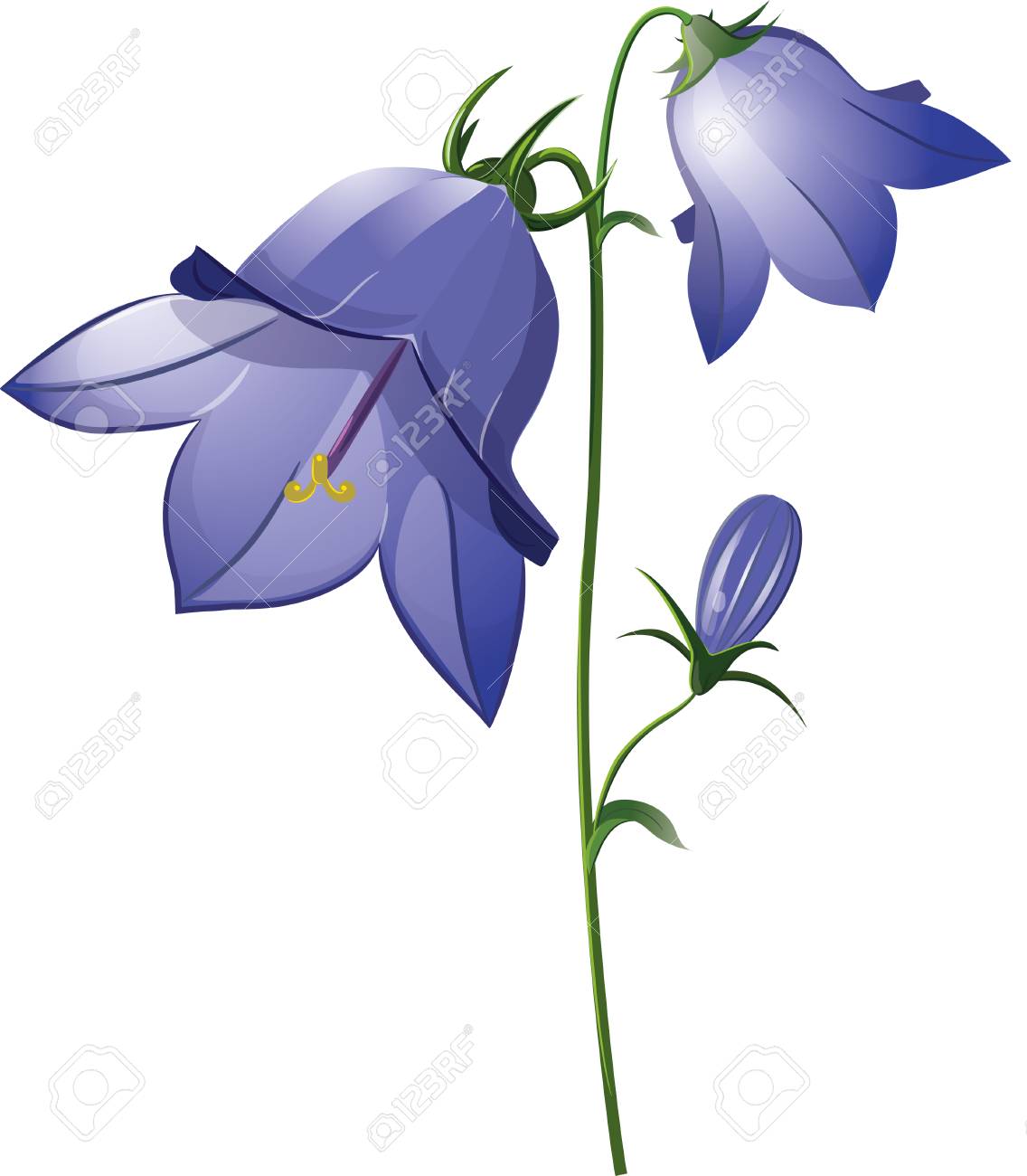 Campanula Flower Bell Isolated On White Vector Illustration Royalty Free Cliparts Vectors And Stock Illustration Image