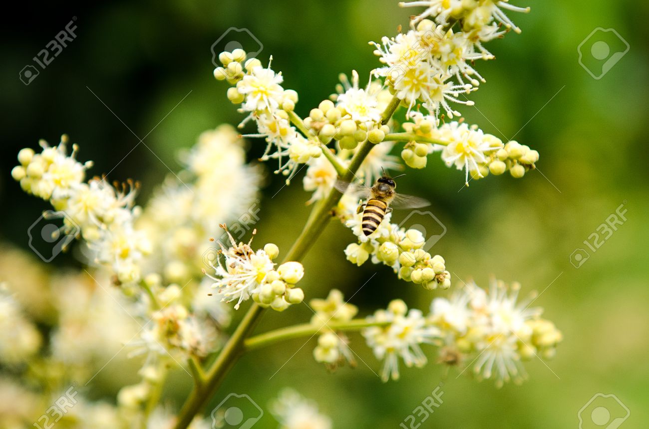 働き蜂はリュウガンの花から花蜜を収集します の写真素材 画像素材 Image