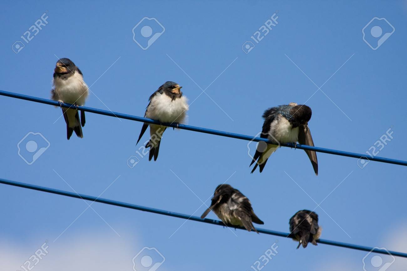 etiam-dictum-ipsum-a-felis