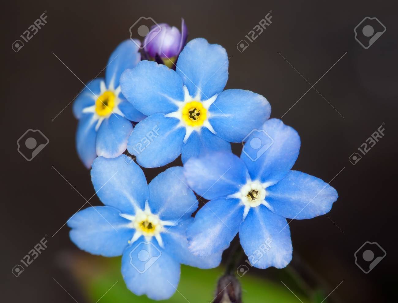 etiam-dictum-ipsum-a-felis