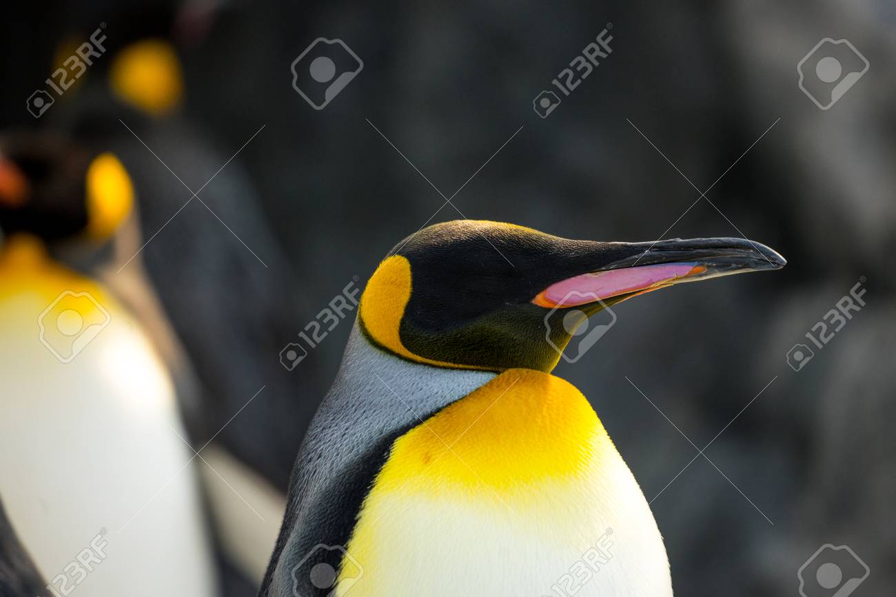 etiam-dictum-ipsum-a-felis