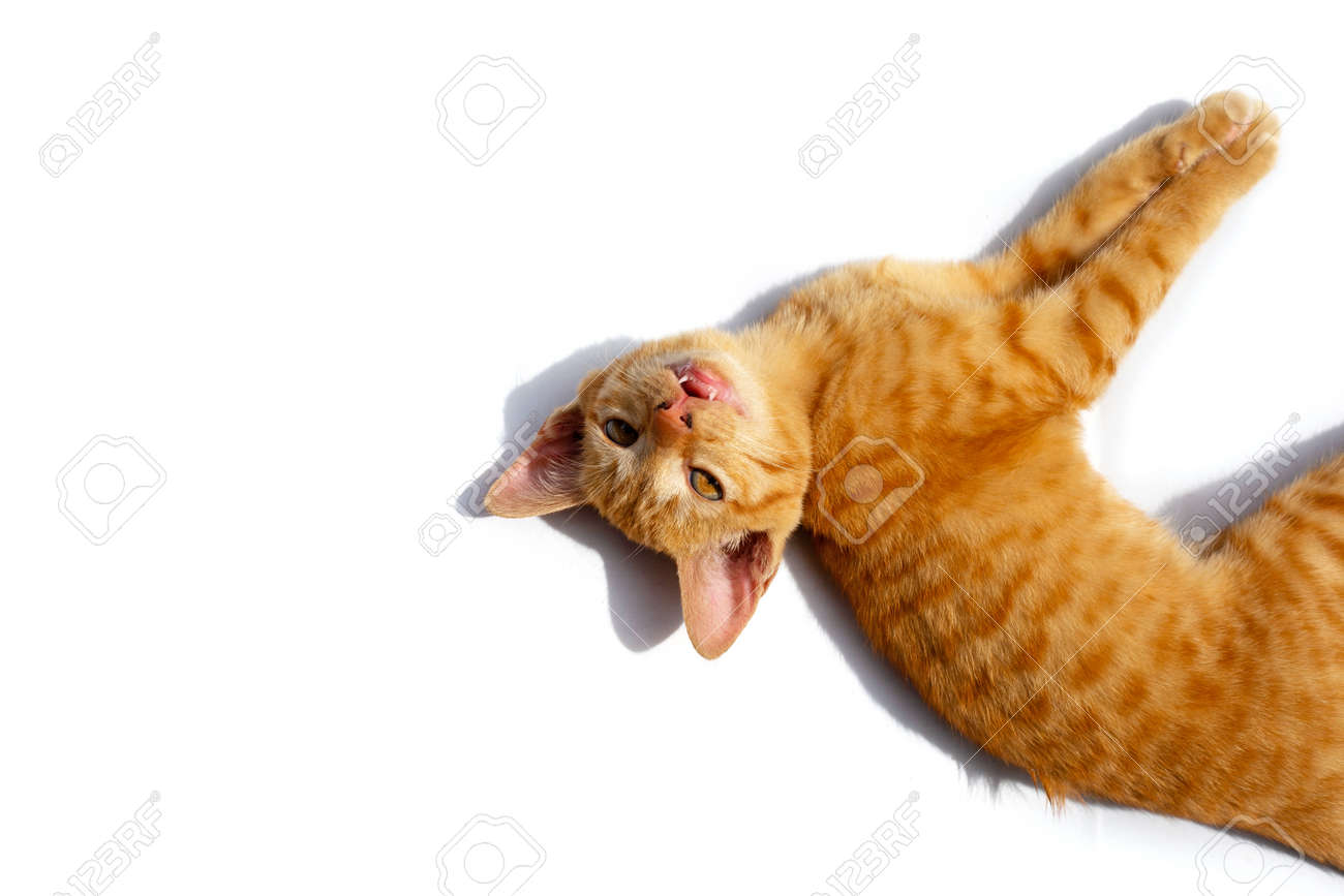 etiam-dictum-ipsum-a-felis