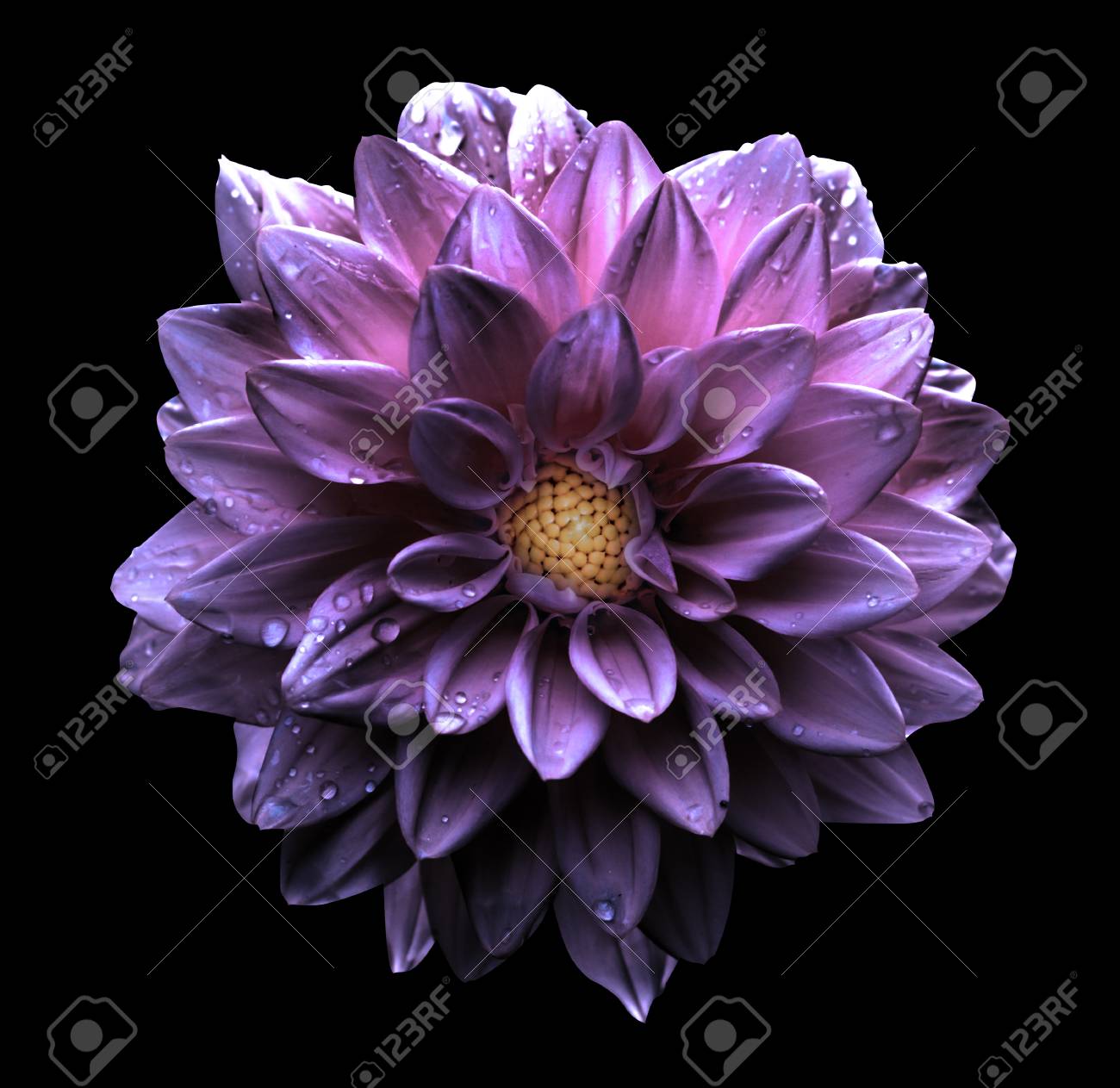 Surrealiste Violet Fonce Chrome Fleur De Dahlia Macro Isole Sur Noir Banque D Images Et Photos Libres De Droits Image