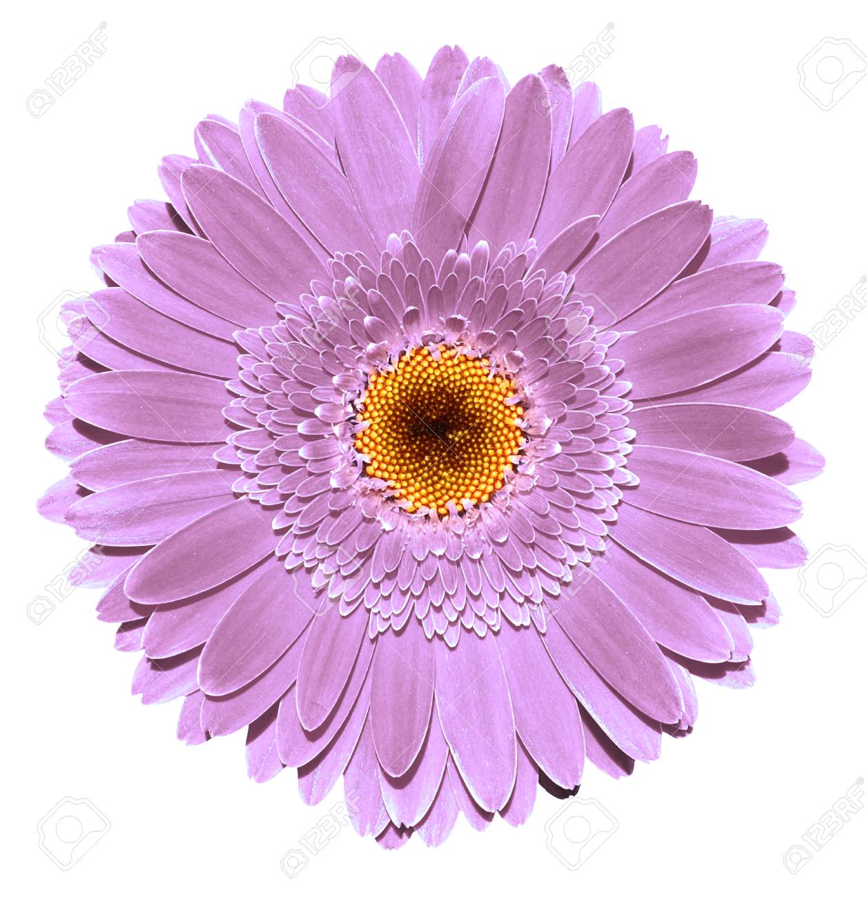 violeta flor gerbera fotografía