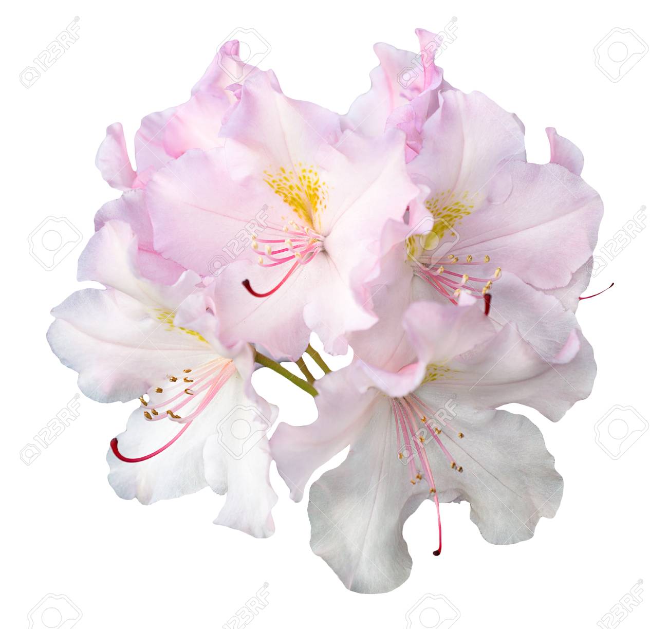 入札の白とピンクのゼラニウムの花が白で隔離のブッシュ の写真素材 画像素材 Image