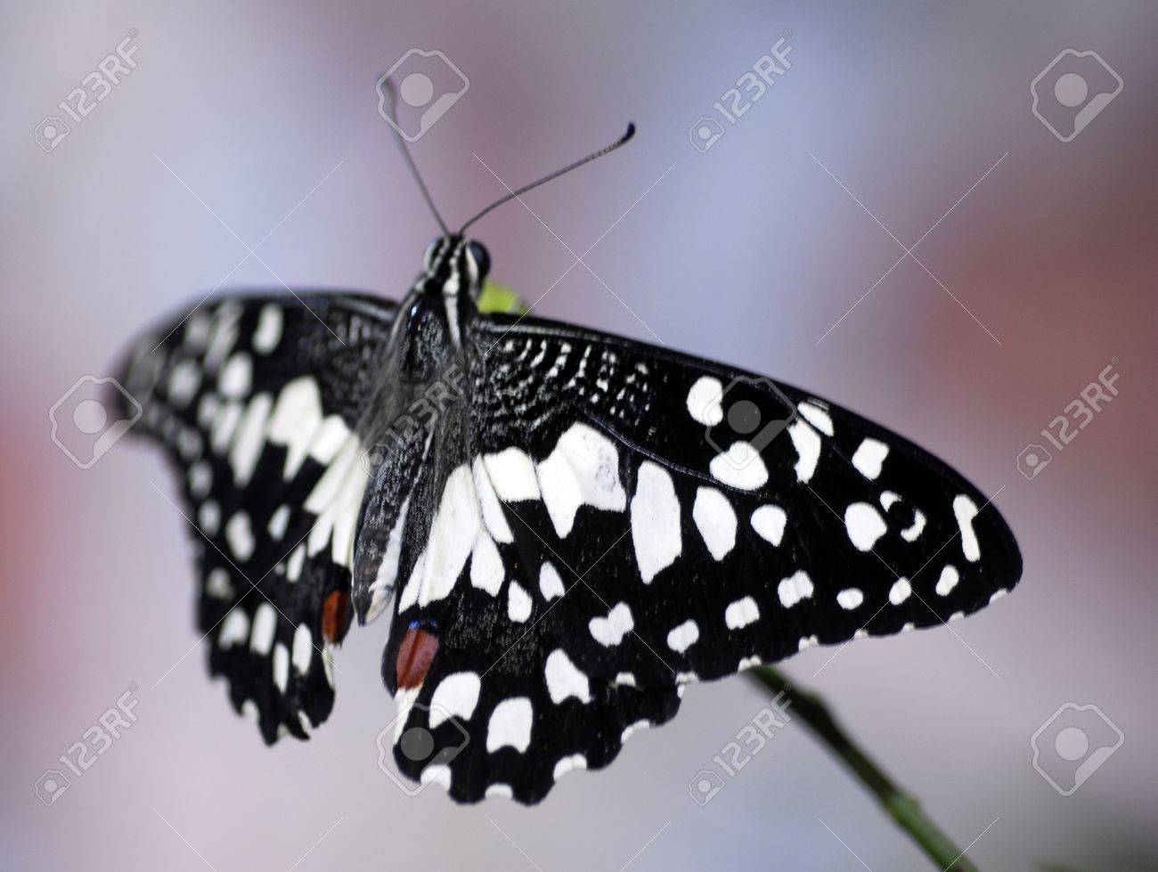 Isolated Closeup Of Black White Spotted Butterfly Insect Stock