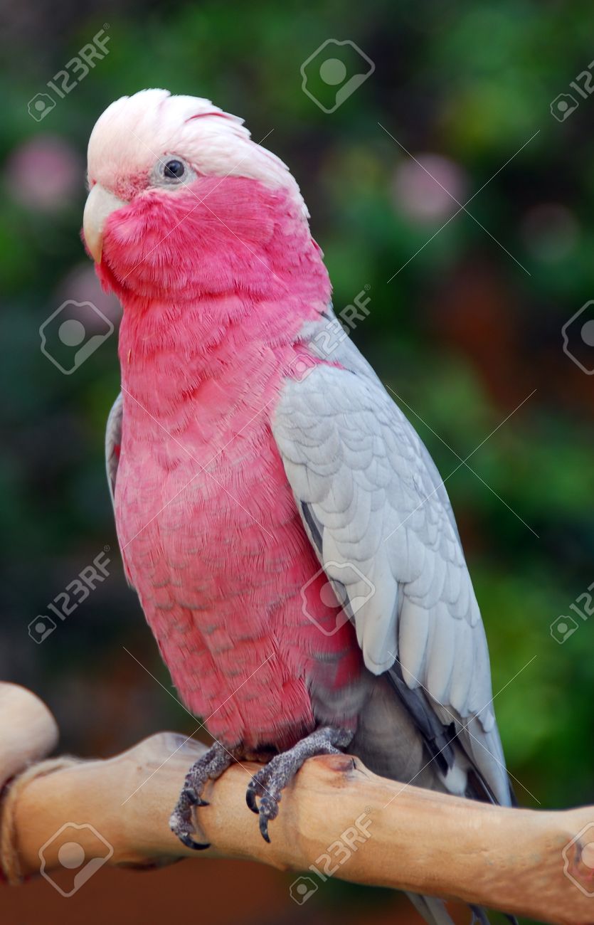 Rebecca Romijn Upskirt Rose Breasted Cockatoo