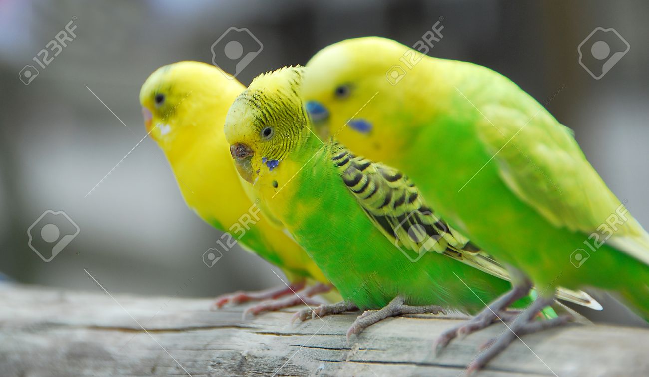 すべてのカタログ 最新のhd セキセイ インコ 睡眠 すべてのカタログ 最新のhd セキセイ インコ 睡眠