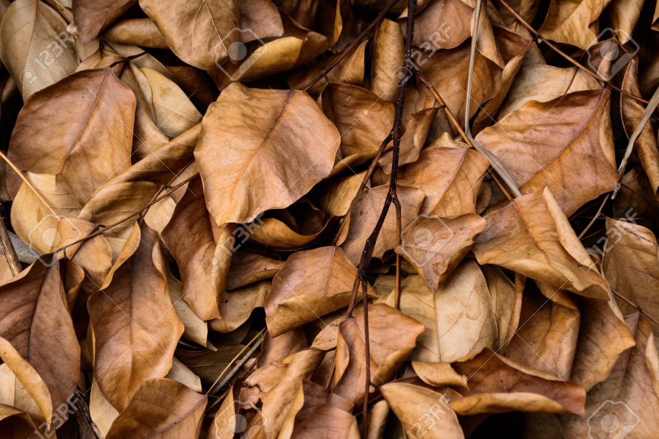 背景やテクスチャの理想的なショットが枯れ葉します の写真素材 画像素材 Image