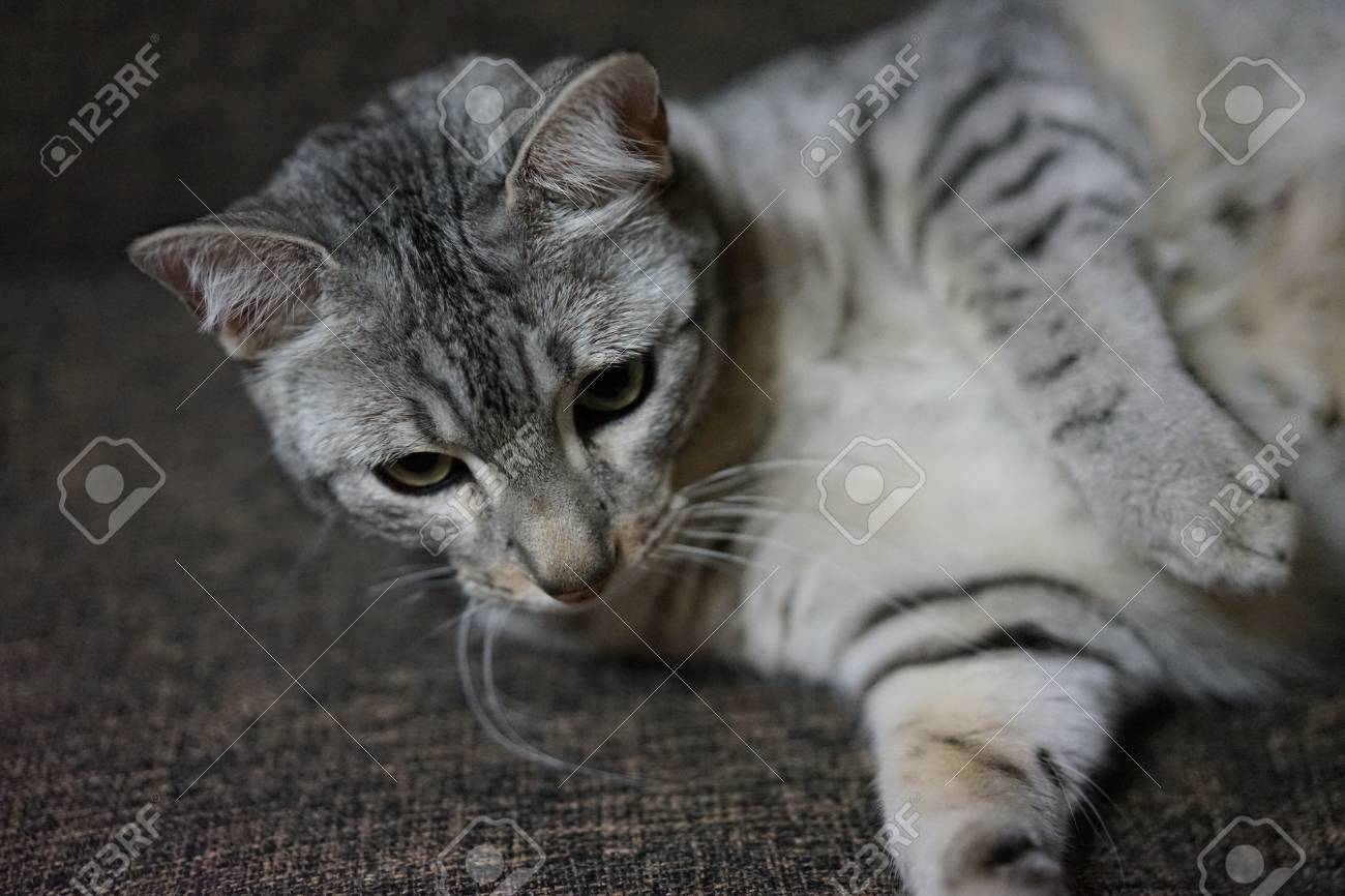 https://previews.123rf.com/images/boysintown/boysintown1711/boysintown171100071/89458762-egyptian-mau.jpg